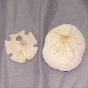 Natural Sea Biscuit and Sand Dollar
